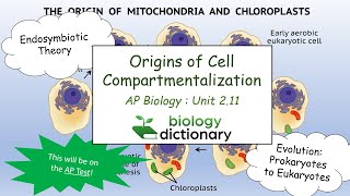 Origins of Cell Compartmentalization The Endosymbiotic Theory  AP Biology 211 [upl. by Gollin]