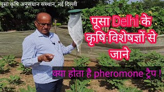 क्या होता है फेरोमोन ट्रैप Pheromone Trap for insects explain by PUSA Delhi Agriculture Experts [upl. by Jair]