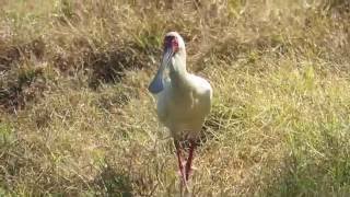 African Spoonbill [upl. by Adim]