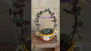 Dando forma a tú Ceropegia Woodii 🌸🌸CactumaniaSpain Ceropegia plantas echeverias jardin [upl. by Flossie]