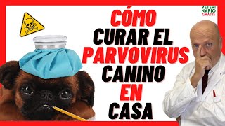 🔴 Como CURAR a un PERRO de PARVOVIRUS CANINO en Casa❣️TRATAMIENTO CON REMEDIOS CASEROS y MEDICAMENTO [upl. by Sirrot947]