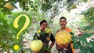 फोपणीस 🍊 पपणस खाताना पोरांनी केली फुल टू धमाल मस्ती  Yes महाराजा [upl. by Gloriane]