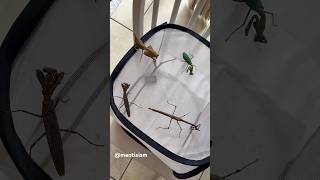 Praying mantis eating  Timelapse [upl. by Luthanen]