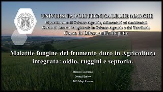 malattie fungine del frumento duro oidio ruggine e septoria [upl. by Atneciv]