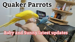 Quaker Parrot Talking  Quaker Parrot Sounds  Monk Parakeets [upl. by Leeland]