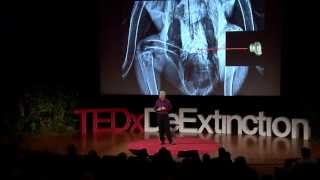 How we brought the condor back from the brink  Michael Mace  TEDxDeExtinction [upl. by Eizdnil]