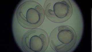 Zebrafish embryo development  24 hours in 46 seconds [upl. by Aloeda940]