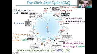 Citric Acid Cycle 3 [upl. by Purvis]