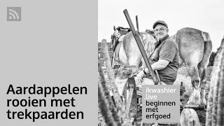 Beginnen met erfgoed 34 Aardappelen rooien met trekpaarden  Frans Van Laerhoven op ikwashierlive [upl. by Oicnedif]