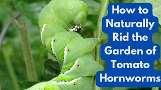 How to Naturally Rid the Garden of Tomato Hornworms [upl. by Rogerio]