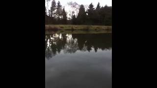 Higham farm carp lakes fishing pond [upl. by Mika]