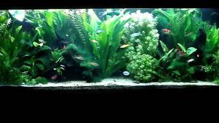 Ultimate Planted Aquarium [upl. by Ellinehc]