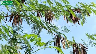 Leucaena leucocephala  Wild tamarind  White Babool  सफ़ैद बबूल  સુબાવળ  সুবাবূল [upl. by Summers]