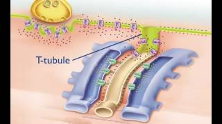 Excitation Contraction Coupling [upl. by Buke]