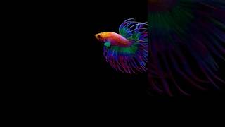 HM Crowntail bettafish [upl. by Adnohser]