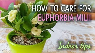 How To Care For Euphorbia Milii Crown of Thorns Indoors [upl. by Noletta]