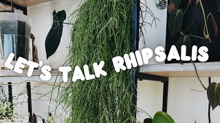 my entire rhipsalis collection  rhipsalis QampA propagation and wishlist [upl. by Nafri921]