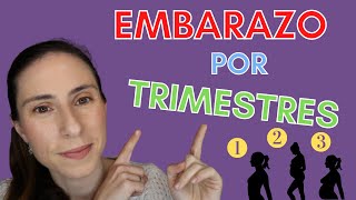 📆🤰🏼ETAPAS del EMBARAZO ¿Cuánto dura  Embarazo TRIMESTRE A TRIMESTRE  EMBARAZO MES A MES❤️ [upl. by Anivlek]