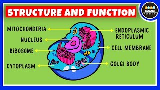 Structure and Function of a Cell  Cell Organelles  Biology [upl. by Batruk]