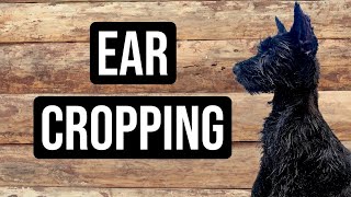 Ear Cropping in Giant Schnauzer Puppy [upl. by Adur]