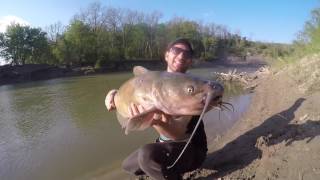 Giant Catfish Thames River Ontario [upl. by Lali]