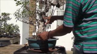 Bonsai Specimen Ficus Retusa  Bonsai Tiger Bark Ficus clean up  Part 1 by Iqbal Khan [upl. by Koloski]