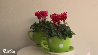 Cultiver le cyclamen en pot en intérieur [upl. by Atinod]