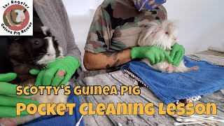 Saskia Teaches Male Guinea Pig Pocket Cleaning Technique to Scotty [upl. by Sehcaep864]