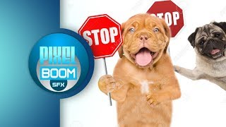 10 Hours Ultrasonic Sound To Stop Your Dog From Barking  Anti Bark Control [upl. by Nazarius]