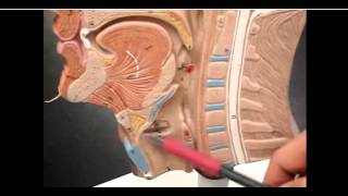 structure of epiglottis amp glottis [upl. by Copeland]