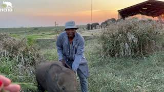 The Elephants Arrive Back at the Homestead While Phabeni is Out in the Garden 🐘 [upl. by Neenad]