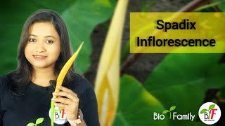 Spadix inflorescence  চমসামঞ্জরী পুষ্পবিন্যাস ll Class11 WBCHSE amp CBSE ll NEET Biology [upl. by Siryt479]