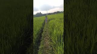 fypシ゚viral sundayfunday mapai jalan ka sawah parkid parged [upl. by Eikcaj]