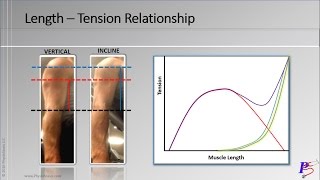 Length  Tension Relationship Video 26  PhysioStasis [upl. by Assyli]