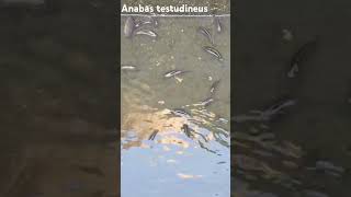 Anabas testudineus fish feed feedshorts eating nature [upl. by Solohcin]