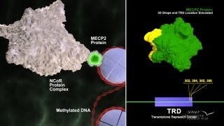 How Mutations in the MECP2 Gene Cause Rett Syndrome  Rett Syndrome Research Trust [upl. by Mccreery]