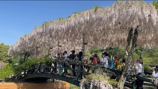 The Wisteria Festival 2024 Ashikaga Flower Park [upl. by Alyak]