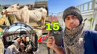 15 Janwar Qurbani Ke Kharid Liye  Ludan Mandi  Halat Kharab Hogai 🥵 [upl. by Ramar]