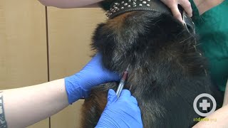 How to Do a Canine Jugular Venipuncture [upl. by Ennayehc]