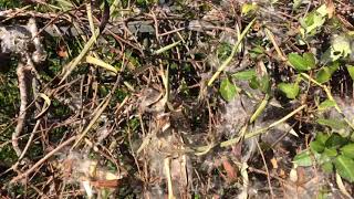 Asclepias Curassavica Bloodflower Milkweed Fluff Seed Pod Hong Kong Wetlands [upl. by Duston126]