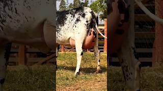 Girlando Cow  Girolando Cow  Brazil Cow  Cow Videos For Kids girlandocow shorts [upl. by Roseanna872]