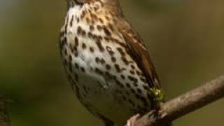 Richiamo del Tordo Bottaccio song thrush [upl. by Novat]