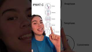 Mitosis Acronym atar atarnotes vce biology mitosis [upl. by Kalasky857]