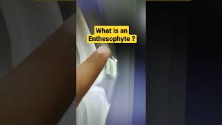 What is an Enthesophyte  Dr Sai Chandra MBBS DNB Ortho [upl. by Rodina]