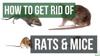 How to Get Rid of Rats and Mice Guaranteed 4 Easy Steps [upl. by Ramled]