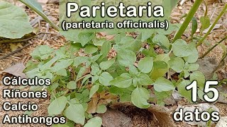 15 datos sobre la PARIETARIA hierba silvestre comestible y medicinal [upl. by Ninon521]