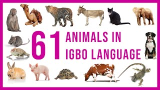 Igbo Vocabulary  61 Animals in Igbo Language  Learn Igbo [upl. by Odlanyer]