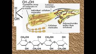 Polysaccharides for ALevel Biology [upl. by Rabin819]