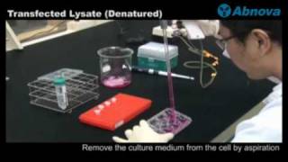 Transfected Lysate Denatured [upl. by Eidas]