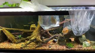 Angelfish added to the 125 gal and kribensis breeding [upl. by Felicia]